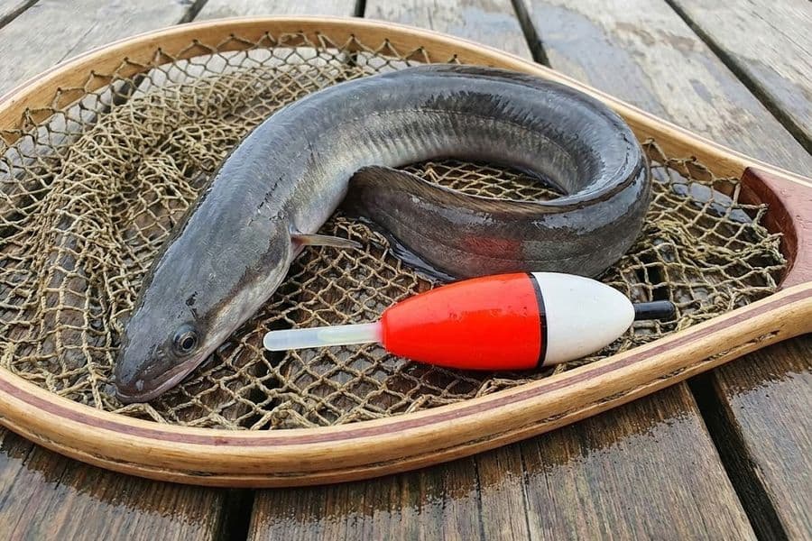 Aalangeln mit Knicklichtpose bei Nacht am See