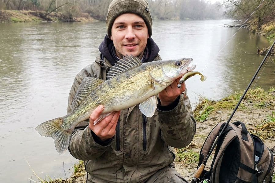 Zander Gummifisch mit Jigkopf an Spinnrute am Fluss
